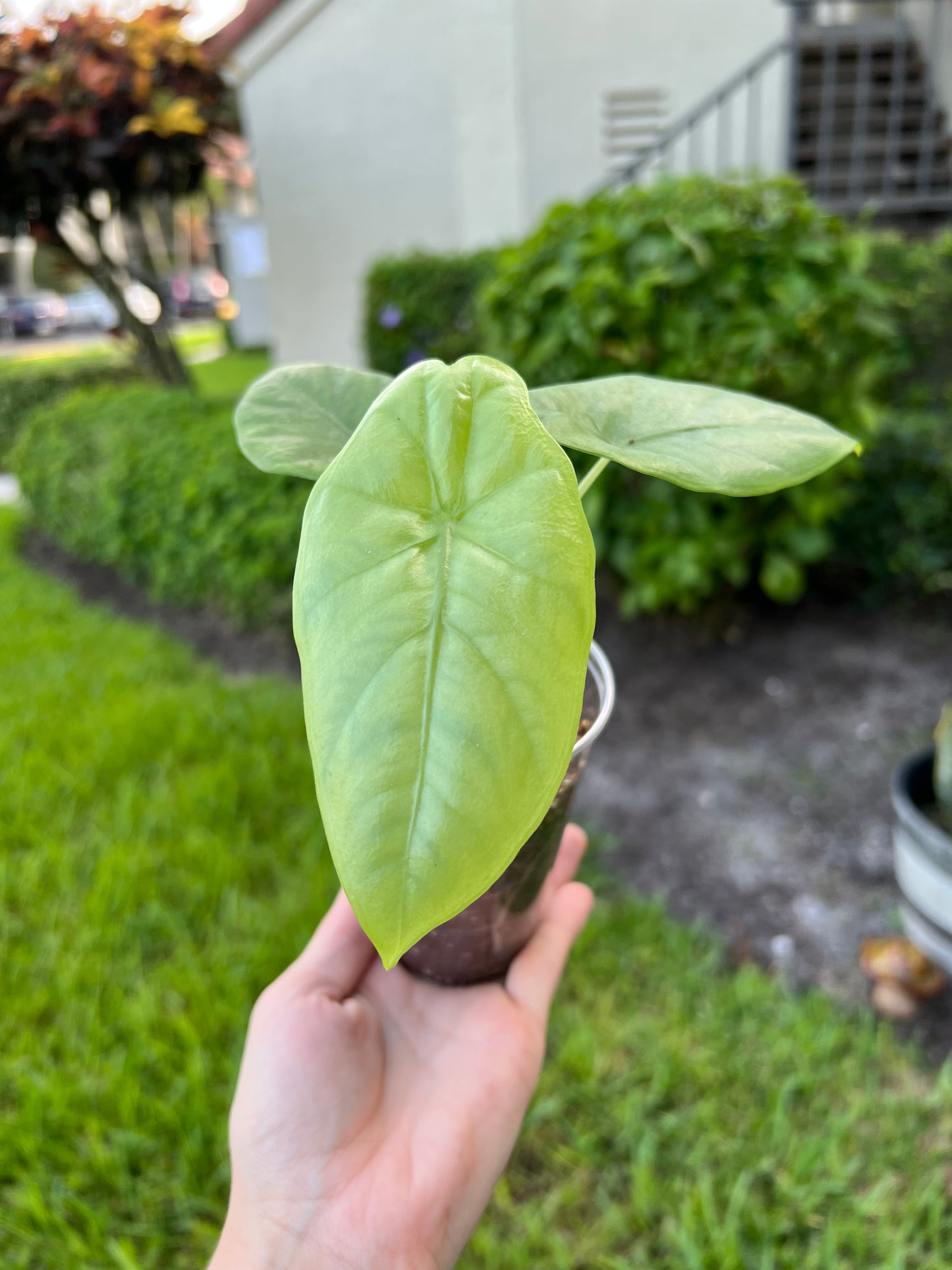 Alocasia Corazon 4" pot