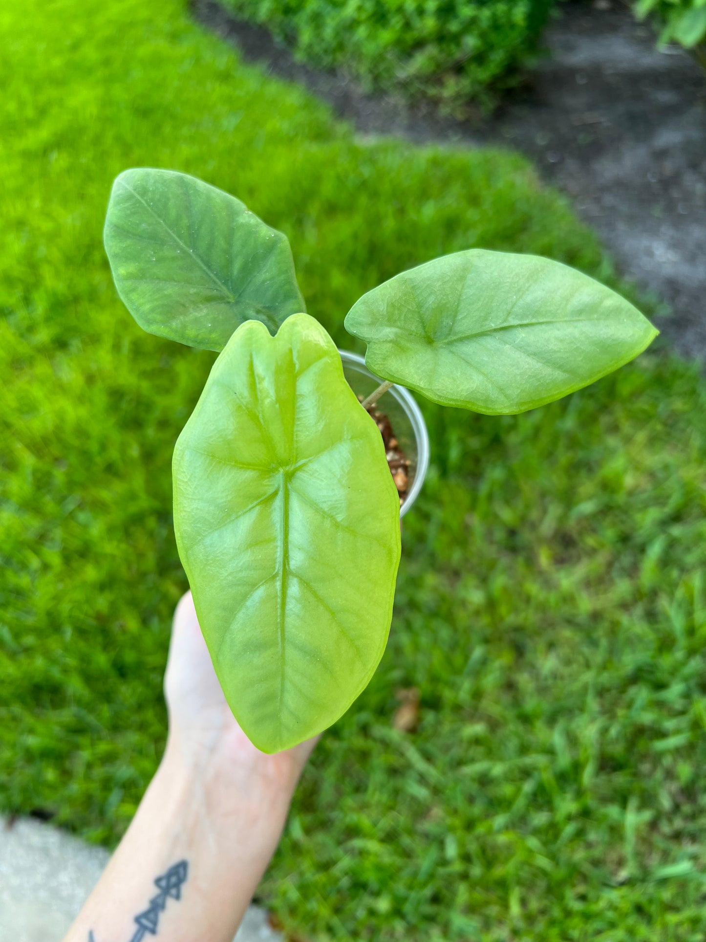 Alocasia Corazon 4" pot