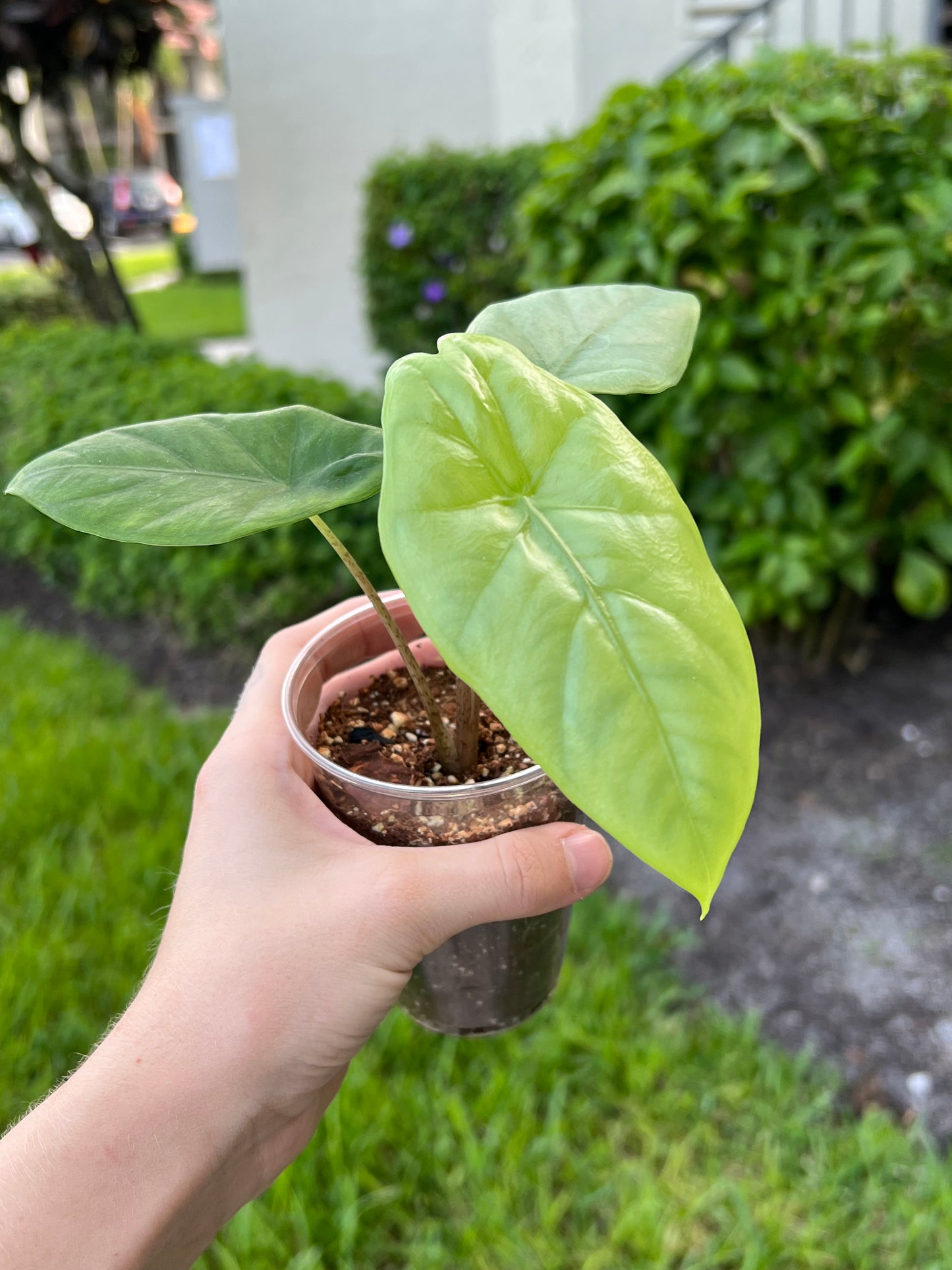 Alocasia Corazon 4" pot